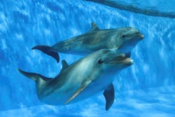 鴨川シーワールド、特別レクチャー「イルカの飼育について」を開催…4月17日・19日 画像
