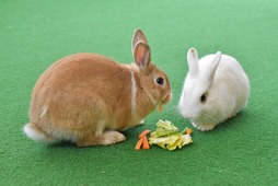 HANA・BIYORIにウサギやモルモットと触れ合える「動物広場」がオープン…4月26日 画像