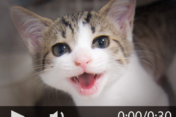 保護猫シェルター支援企画「コラボにゃんムービー ～みんにゃで助ける猫の居場所～」がスタート 画像