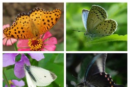 「バタフライガーデン 蝶があつまる草花」、板橋区立熱帯環境植物館にて開催…5月8日まで 画像