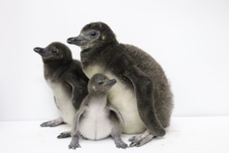 マゼランペンギンの赤ちゃんが誕生、3羽すくすく育つ…すみだ水族館 画像