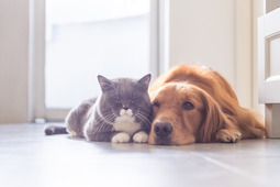 アイペット損保、ペットの保険金請求が多い傷病ランキング2020を発表…犬「皮膚炎」猫「下痢」が3年連続最多 画像