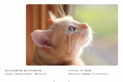 「猫は家族～きなちゃんとダンくんが私に教えてくれたこと～」刊行…著者は保護猫譲渡のため写真家に 画像