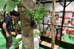 「大昆虫展in東京スカイツリータウン」開催…7月23日～9月4日 画像