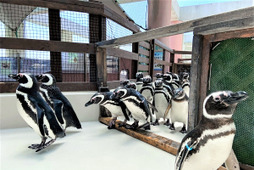 生きものスクール「ペンギン教室」、神戸市立須磨海浜水族園にて開催…7月3日 画像