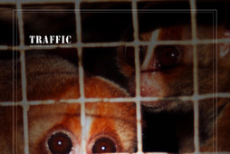 WWFジャパン、日本へのエキゾッチクペット密輸の実態を分析した報告書を発表 画像