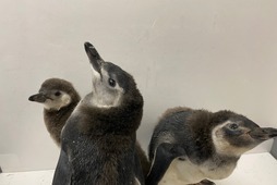 すみだ水族館、「スリーペンギンズディスタンス」で“三密回避”と“衛生管理”対策…6月15日から営業再開 画像