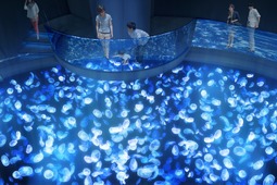 すみだ水族館、長径7メートルの水盤型クラゲ水槽を設置…2つのエリアをリニューアル、7月16日 画像