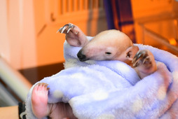 伊豆シャボテン動物公園、ミナミコアリクイの赤ちゃん誕生 画像
