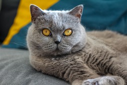 【猫がなりやすい病気】猫免疫不全ウイルス感染症編…感染猫との接触を避けるために室内飼育を 画像