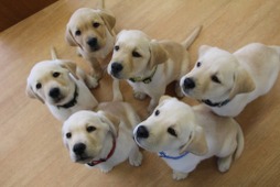日本介助犬協会、新型コロナウイルスの影響で中止していた子犬預かりボランティア指導をオンラインで再開 画像