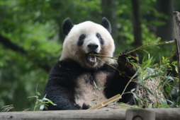 上野動物園、整理券予約システムを導入し再開…ジャイアントパンダ「シャンシャン」は3歳に 画像