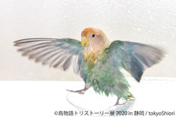 美しい鳥の合同写真展＆物販展「鳥物語トリストーリー展 2020 in 静岡」開催…8月7日～8月23日 画像