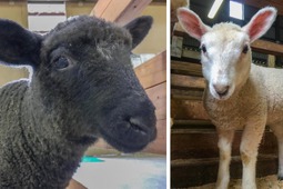 信州塩尻農業公園チロルの森、6月に生まれた赤ちゃん羊2頭の名前が決定 画像