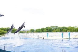 京都水族館、イルカとトレーナーの友情を届ける新しいパフォーマンス「YEAH！！」を開始…7月16日から 画像