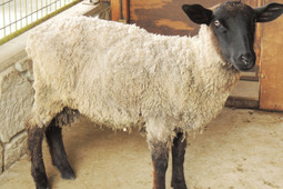 那須りんどう湖レイクビュー、新たに「サフォーク種」の羊とのふれあいや展示を開始…7月23日から 画像