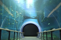 琵琶湖博物館、動画「トンネル水槽をゆったり泳ぐ魚たち」を公開 画像