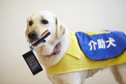 【働く犬たち】盲導犬、介助犬、聴導犬に関する「身体障害者補助犬法」とは？ 画像