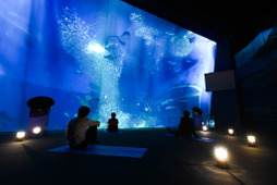 アクアワールド茨城県大洗水族館、特別企画「宴夜～大人のための ナイトアクアリウム～」を開催…8月22日・29日 画像