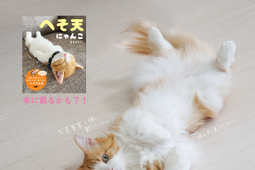 三笠書房、猫の「へそ天」姿の写真を募集…11月30日まで 画像
