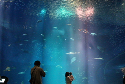 アクアワールド茨城県大洗水族館、3日間限定で「ナイトアクアワールド」を開催…9月19日～21日 画像