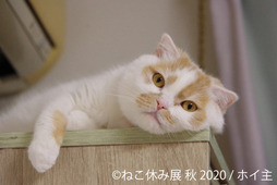 猫クリエイターが集結する合同写真展＆物販展「ねこ休み展」、秋の新作巡回展を名古屋で開催…9月19日～10月4日 画像
