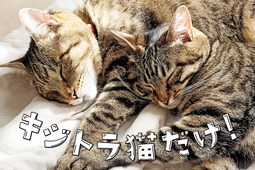 写真集「キジトラ猫だけ！」刊行…東京ニュース通信社 画像