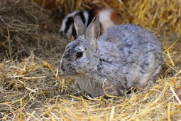 ウサギの感染症、アメリカ全土に広がる危険性あり 画像