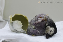 アドベンチャーワールドでエンペラーペンギンの赤ちゃんが誕生 画像