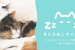 「#とろねこチャレンジ」第2弾がスタート、”眠る猫”の投稿で保護猫の譲渡活動を支援…11月30日まで 画像