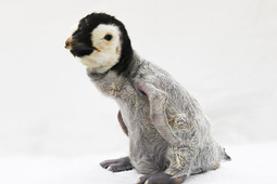 アドベンチャーワールド、エンペラーペンギンの赤ちゃんの公開日が決定…10月9日から 画像