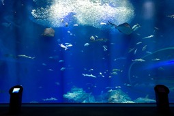 アクアワールド茨城県大洗水族館、3夜限定特別イベント「オトナアクアリウム」を開催…11月21日、22日、28日 画像
