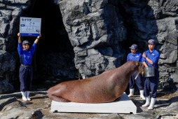 鴨川シーワールド、「海の生き物 公開体重測定」を開催…11月1日 画像