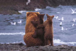 2021年オリンパス／WWFカレンダー「Alaskan Summer／夏のアラスカ－小さないのちの大きな時間」発売…動物写真家の岩合氏撮り下ろし 画像