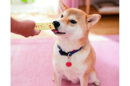 新日本カレンダー、犬用ペーストおやつ「わんみぃ ビーフ味」を発売 画像