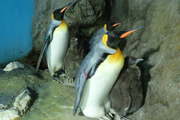 鴨川シーワールド、オウサマペンギンのヒナ3羽が順調に成長中…一般公開中 画像