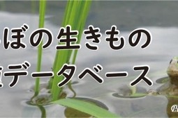 琵琶湖博物館、「田んぼの生きもの全種データベース」を公開 画像