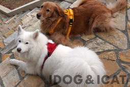 ゼフィール、IDOG&ICATオリジナル犬用ハーネス3商品を発売 画像