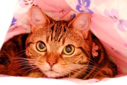 大丸東京、「第2回だいにゃる猫の写真展」を開催…21年1月27日～3月2日 画像