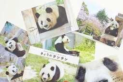 フェリシモ、神戸市立王子動物園のパンダ「タンタン」の100枚便箋を発売 画像