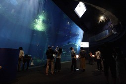 アクアワールド茨城県大洗水族館、 夜間限定イベント「NIGHT AQUAWORLD」を開催 画像