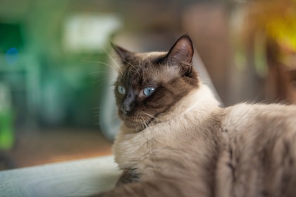 【猫の病気】動脈血栓塞栓症…雑種猫よりも純血種のほうが起こりやすい 画像