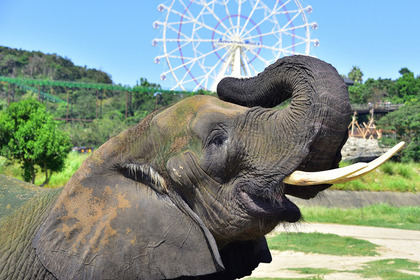 アフリカゾウが巨大「恵方巻」をまるかぶり、アドベンチャーワールドにて節分イベント開催…2月2日 画像