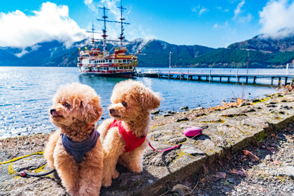 【チワプーひめりんごの耳よりドライブ情報】 海賊船やロープウェイも愛犬と楽しめる、神奈川県・箱根 画像
