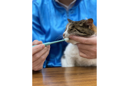無料オンラインセミナー「歯磨きが苦手な猫のための口腔ケア」開催…2月18日19時 画像