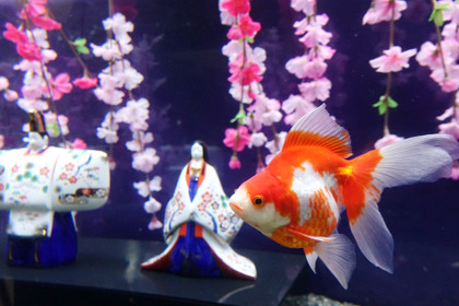 アクア・トト ぎふ、ひなまつりのテーマ水槽＆魚へんの創作漢字「トト漢字」の展示を開始 画像