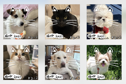 ほぼ日、猫の名前ランキングを実施…犬も猫になれるフォトフレーム、藤あや子氏のインタビューも公開 画像