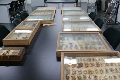 国立科学博物館、岡山県から昭和天皇に献上された昆虫標本を発見…企画展にて展示公開 画像