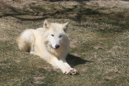 ホッキョクオオカミ、別名ホワイトウルフは夏毛も白い…那須どうぶつ王国 画像