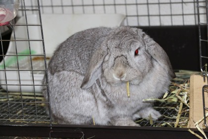 【ズボラ女子とわがままウサギ vol.9】ニンジンはダメ!? ウサギに与える食べ物の重要性 画像